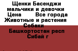 Щенки Басенджи ,мальчики и девочки › Цена ­ 1 - Все города Животные и растения » Собаки   . Башкортостан респ.,Сибай г.